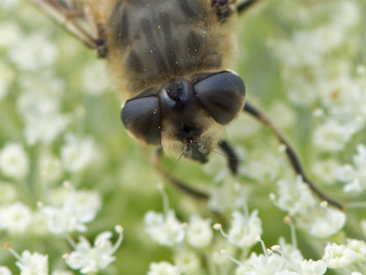 Eristalis tenax